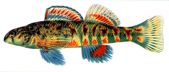 Etheostoma brevirostrum