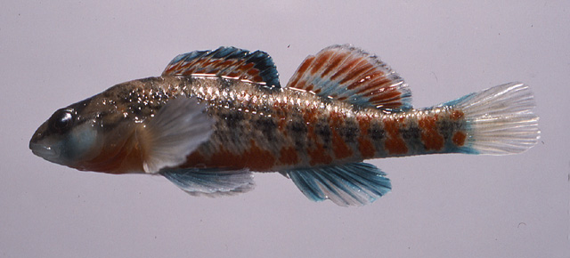 Etheostoma burri