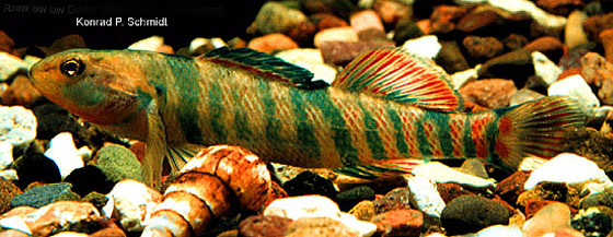 Etheostoma caeruleum