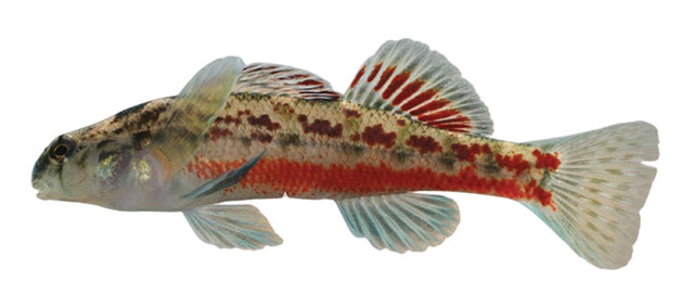 Etheostoma chermocki