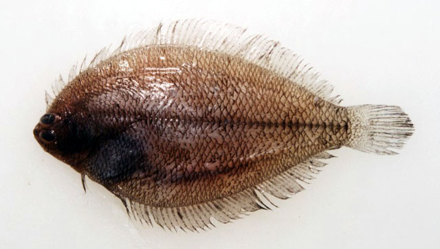 Etropus crossotus