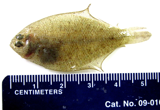 Etropus cyclosquamus