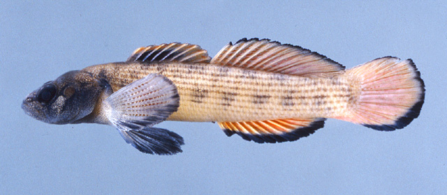 Etheostoma derivativum