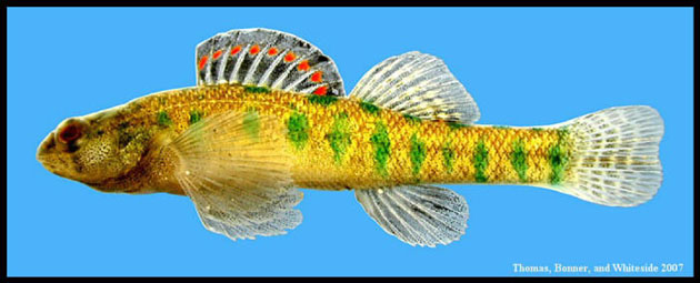 Etheostoma gracile