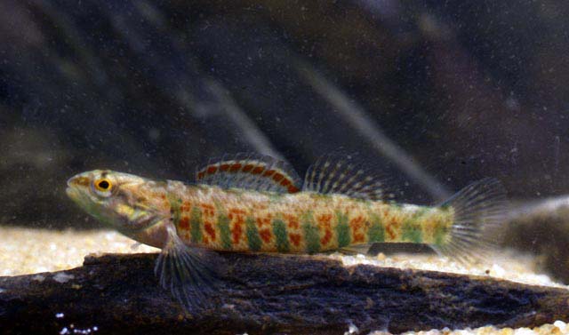 Etheostoma hopkinsi