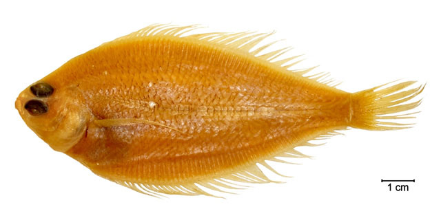 Etropus longimanus