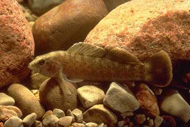 Etheostoma maculatum