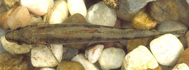 Etheostoma pallididorsum