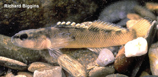 Etheostoma percnurum