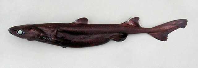 Etmopterus princeps