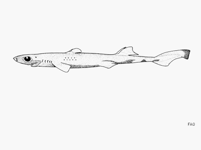 Etmopterus sentosus
