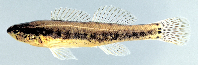 Etheostoma serrifer
