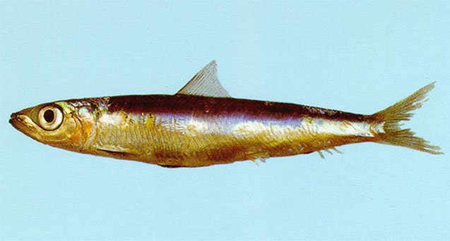 Etrumeus sadina
