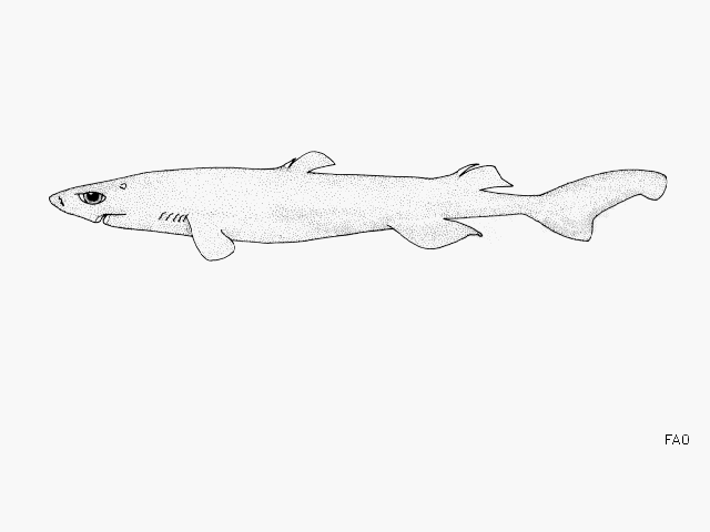 Etmopterus unicolor