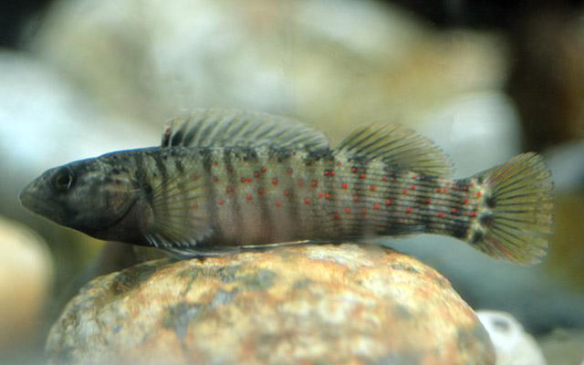 Etheostoma vulneratum