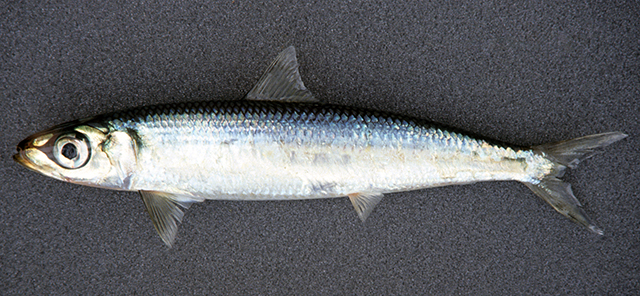 Etrumeus wongratanai
