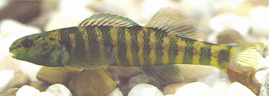 Etheostoma zonifer