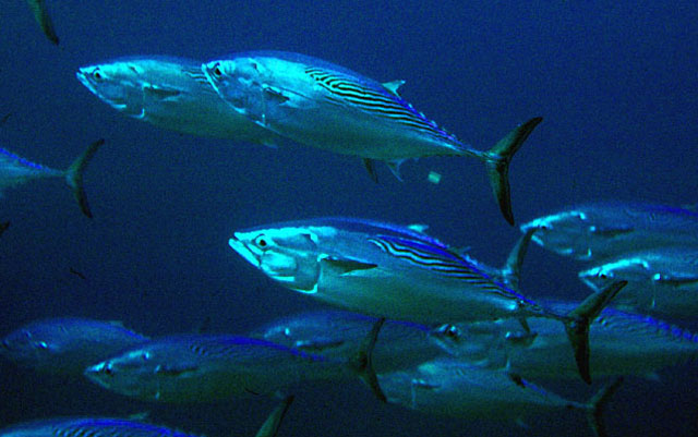 Euthynnus affinis