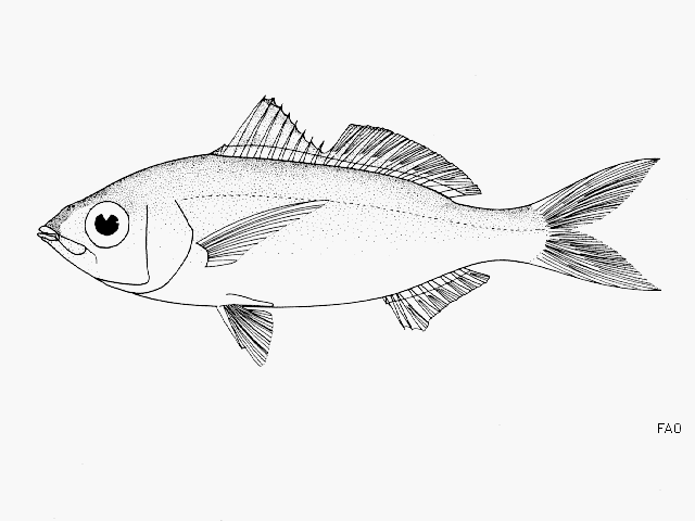 Eucinostomus gracilis