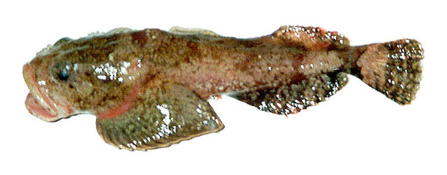 Eurymen gyrinus