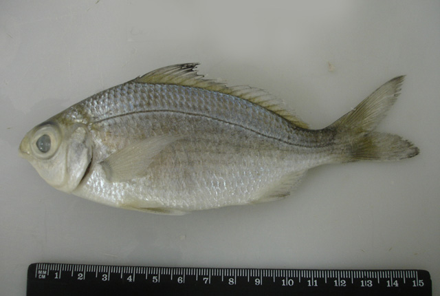 Eucinostomus havana
