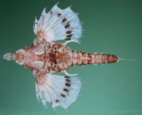 Eurypegasus papilio