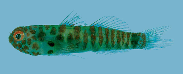 Eviota disrupta