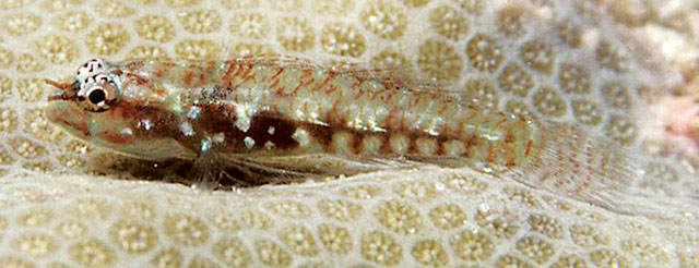 Eviota infulata