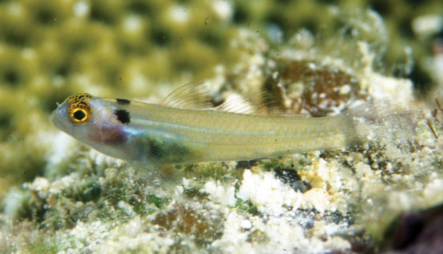Eviota karaspila