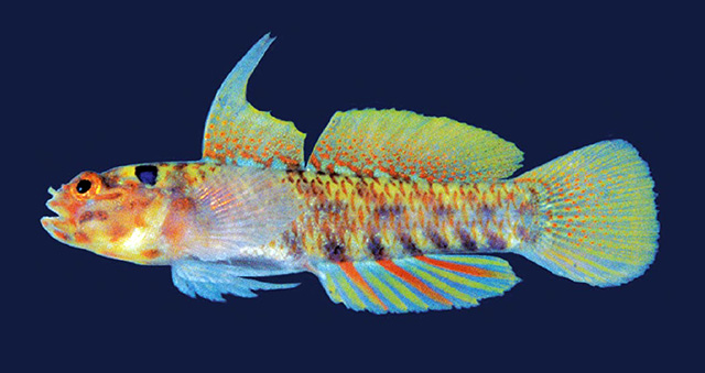 Eviota masudai