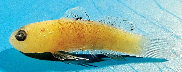 Eviota singula