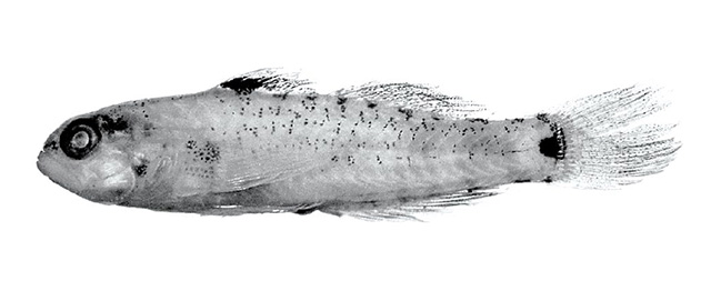 Eviota springeri