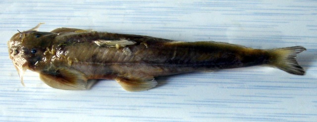 Exostoma labiatum