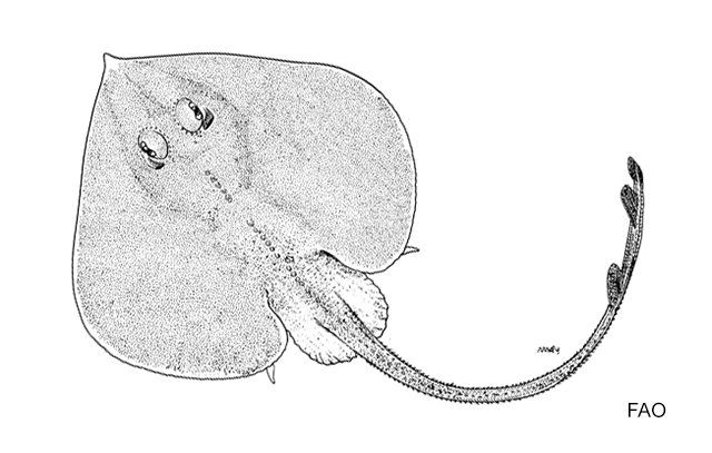 Fenestraja atripinna