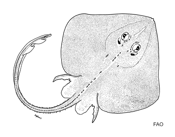 Fenestraja ishiyamai