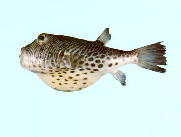Feroxodon multistriatus