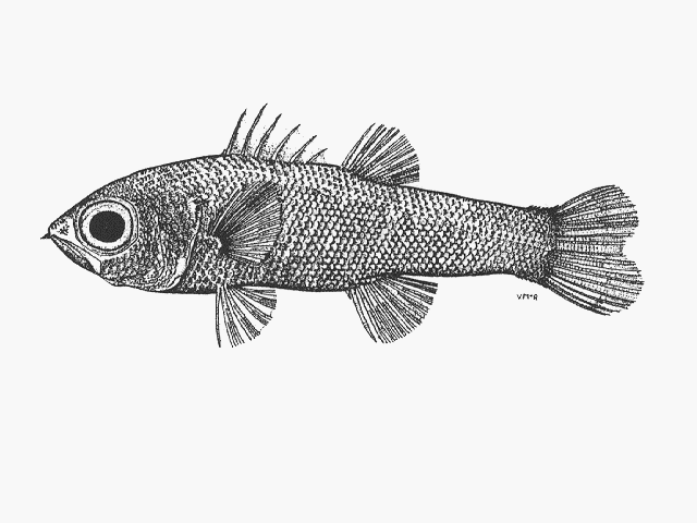Florenciella lugubris