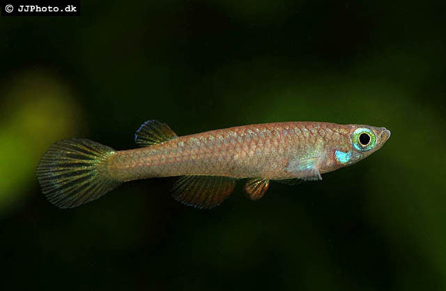 Foerschichthys flavipinnis