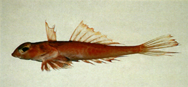Foetorepus masudai