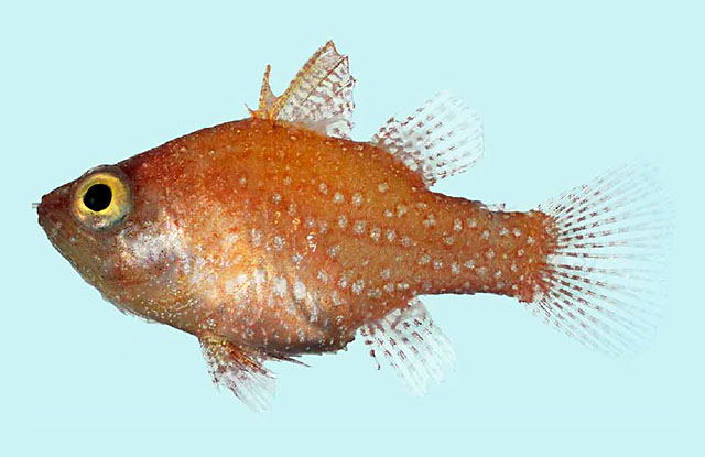 Foa nivosa