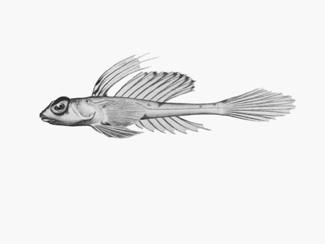 Foetorepus phasis