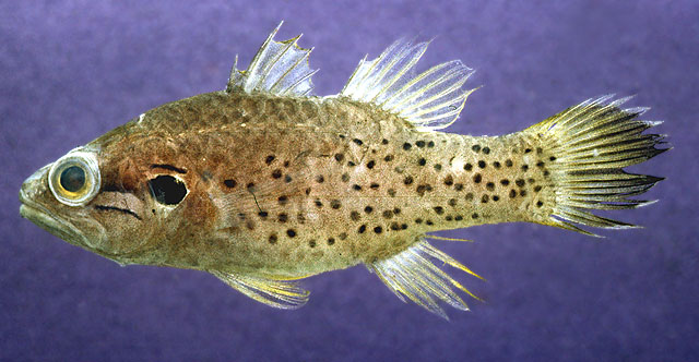 Fowleria punctulata