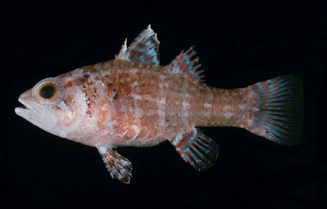 Fowleria vaiulae