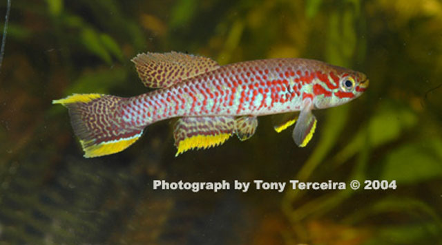 Aphyosemion batesii