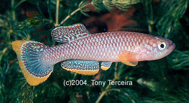 Fundulopanchax cinnamomeus