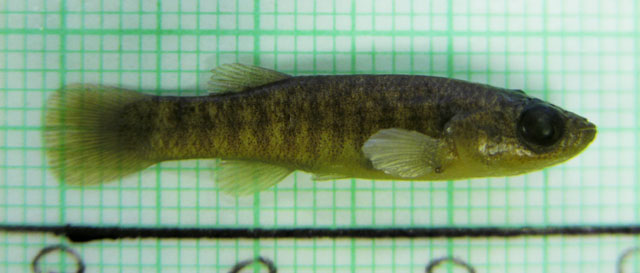 Fundulus confluentus
