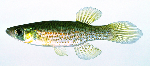 Fundulus escambiae