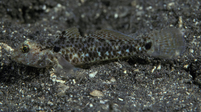 Fusigobius humeralis
