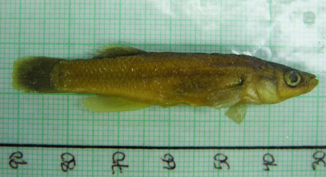 Fundulus julisia