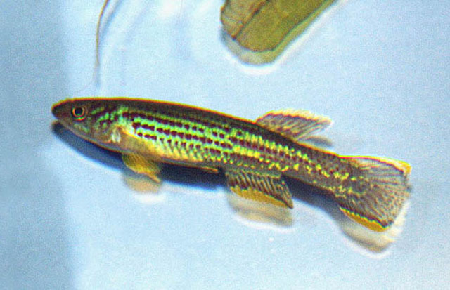 Fundulopanchax marmoratus